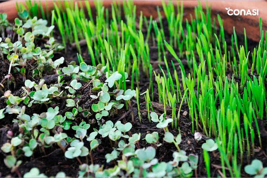 Cómo cultivar microgreens o microplantas