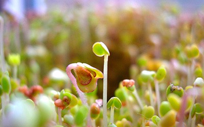 Microgreens o microplantas: ¿Cómo se cultivan?