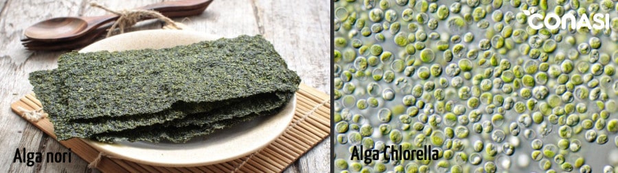 Algas nori y chlorella