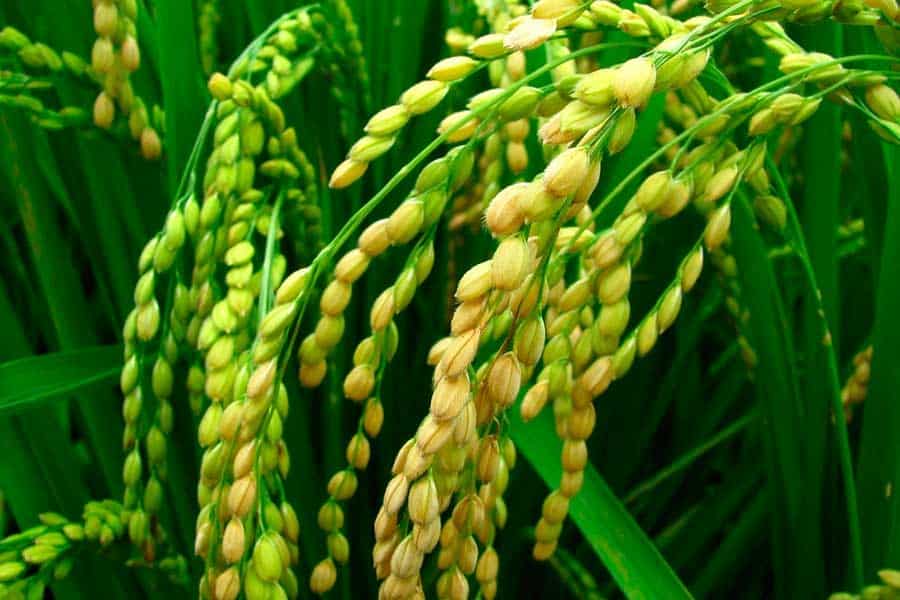 Imagen ampliada de vainas de arroz de un arrozal-tipos de arroz integral