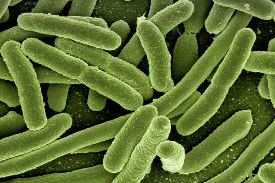 Bacterias de E.Coli - Disbiosis intestinal