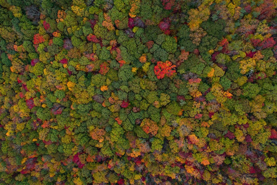 Bosque visto desde arriba - Fermentación casera