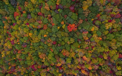 Fermentación casera: descubriendo nuestro pequeño bosque interior