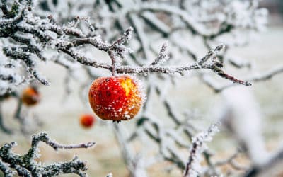 Alimentación en invierno: consejos para mantener el calor