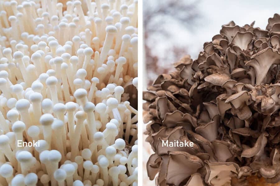 Setas enoki y maitake