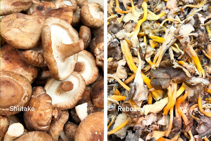 Setas shiitake y rebozuelo