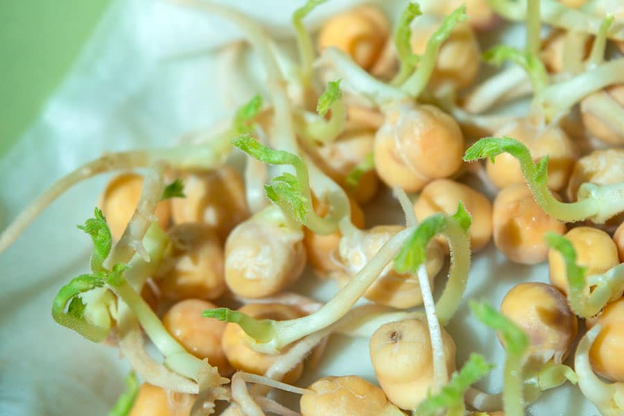 Garbanzos germinados Garbanzos germinados
