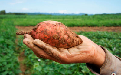 Boniato, batata o camote: propiedades y recetas