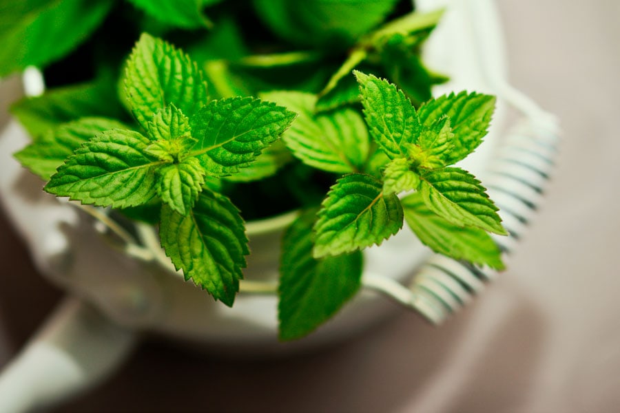 menta para infusiones digestivas