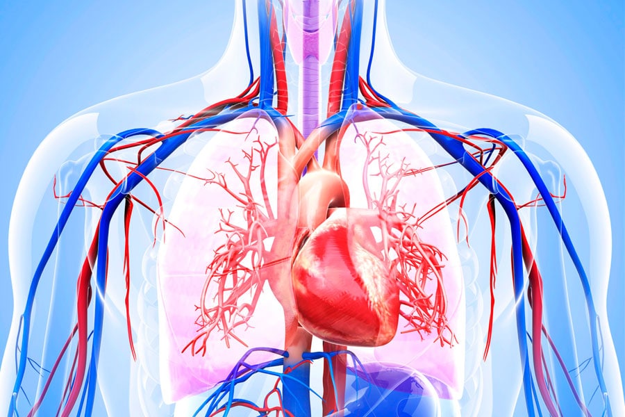 imagen del sistema circulatorio