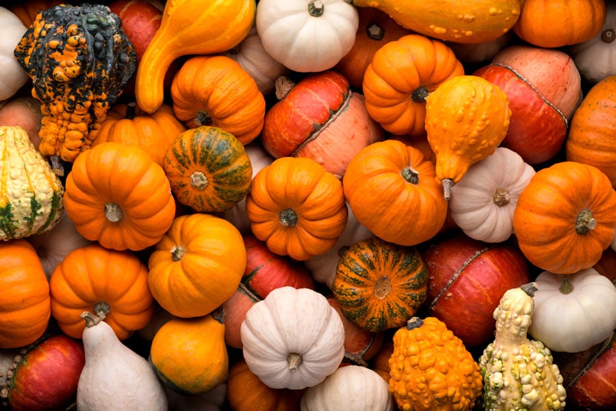 macrobiótica en verano tardío: calabazas